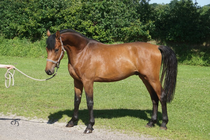 Holstein, Gelding in Bargenstedt