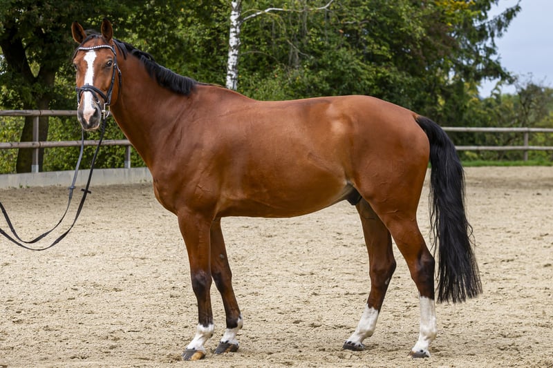 Hanoverian Gelding 8 years 17 hh Brown in Lage