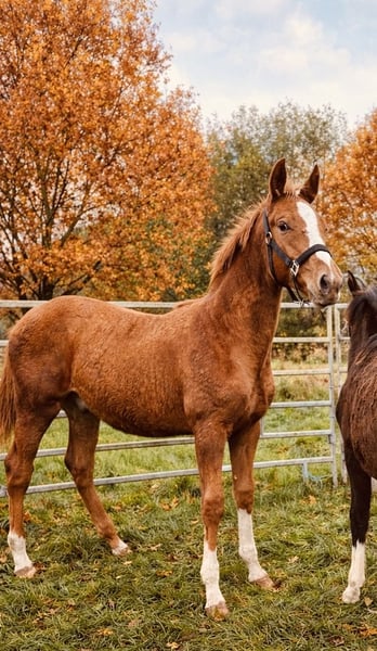 Holsteiner, Hengst in Kellinghusen