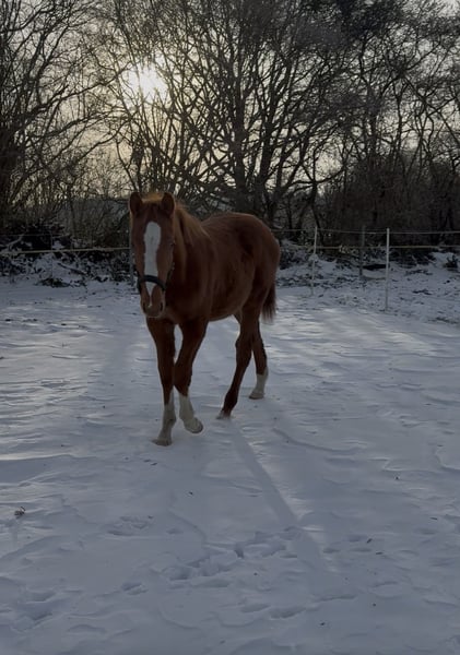 Holsteiner, Hengst in Kellinghusen