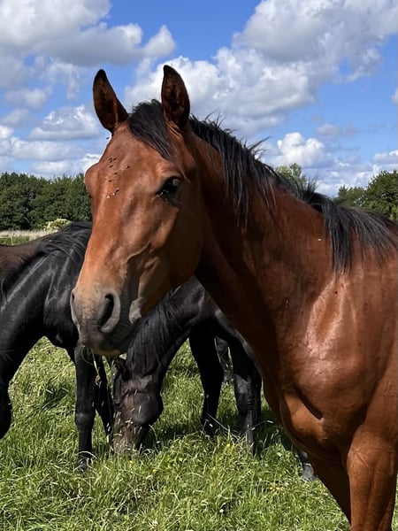 Holsteiner, Hengst in Averlak
