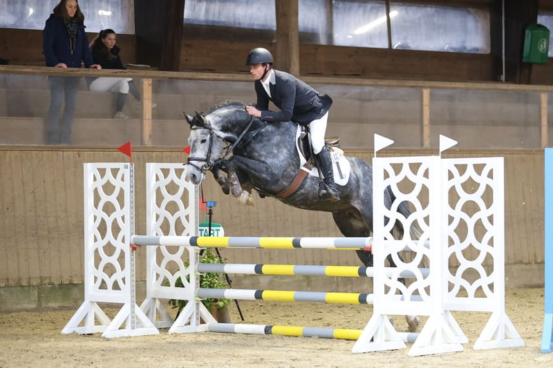 Holsteiner, Hengst in Wittenbergen