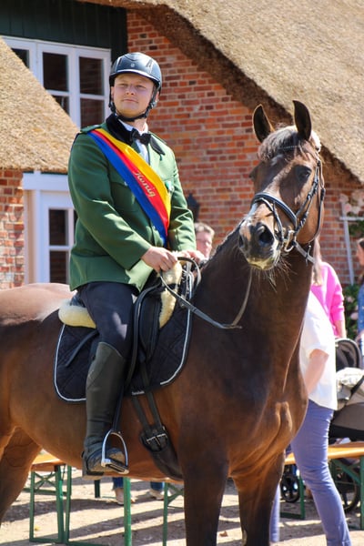 Holsteiner, Stute in Südermarsch (Husum)