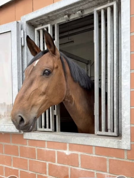 Holsteiner, Stute in Neustadt am Rübenberge