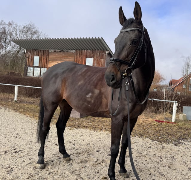 Holsteiner, Stute in Mainburg