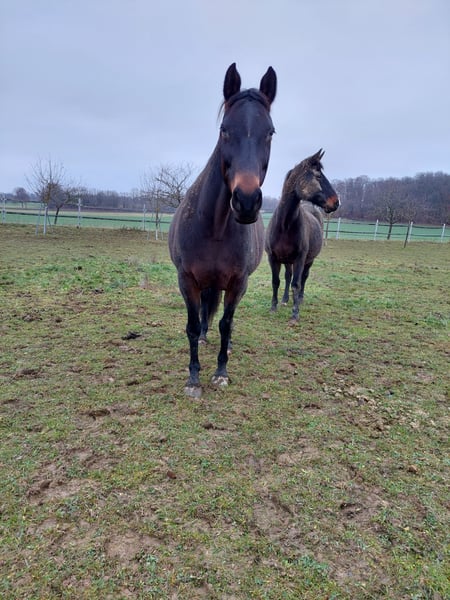 Holsteiner, Stute in HolzheimEppenrod