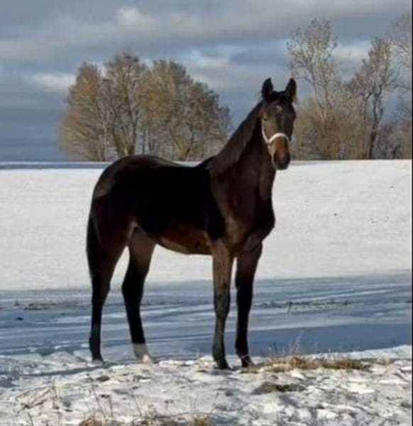 Holsteiner, Stute in Münsingen