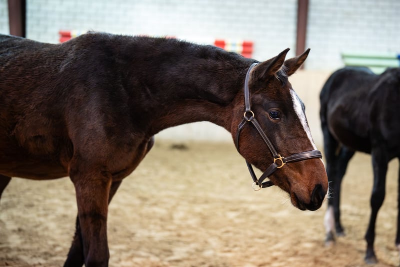 Holsteiner, Stute in Glandorf
