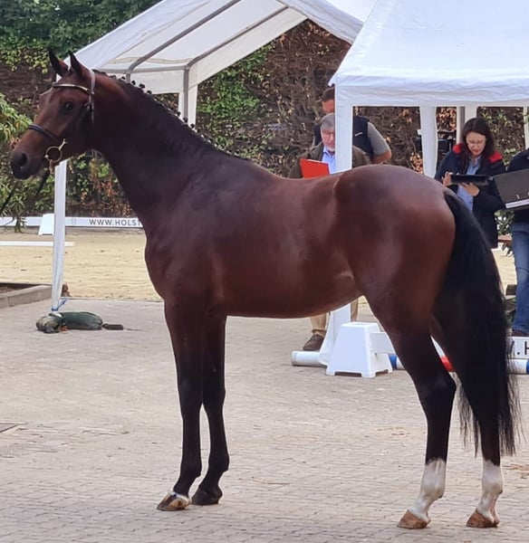 Holsteiner, Stute in wonfurt