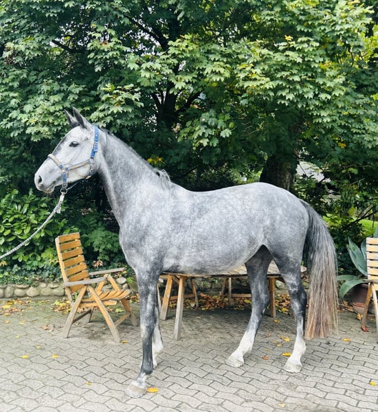 Holsteiner, Stute in Warendorf