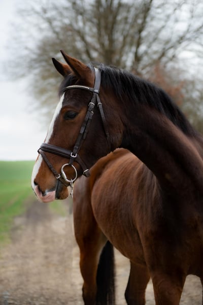 Holsteiner, Stute in Idstein