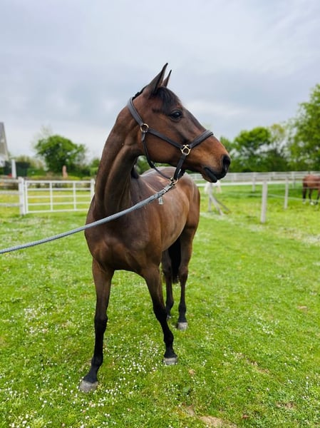 Holsteiner, Stute in Freiburg im Breisgau