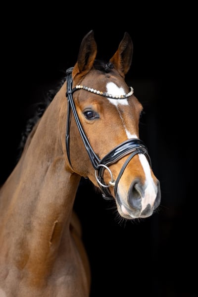 Holsteiner, Stute in Rosenheim