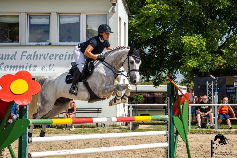 Holsteiner, Stute in Cottbus