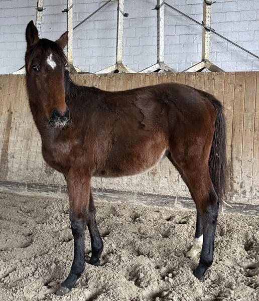 Holsteiner, Stute in Lübeck