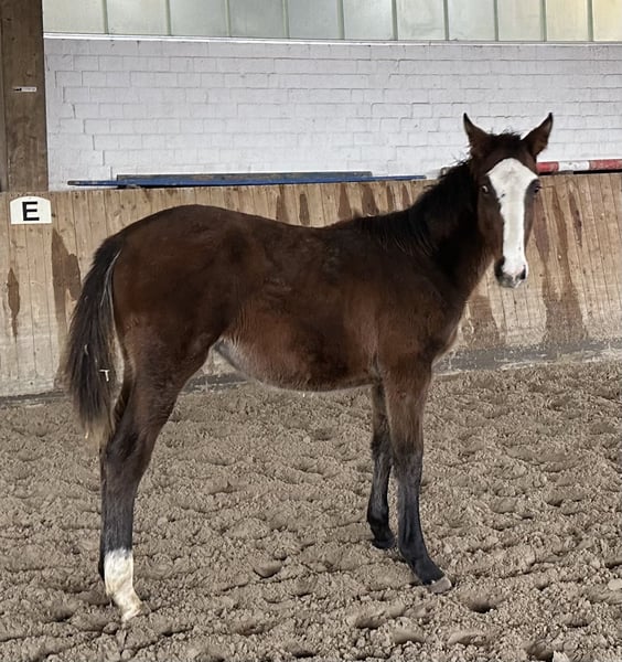 Holsteiner, Stute in Lübeck
