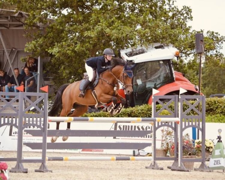 Holsteiner, Wallach in Oberstadion