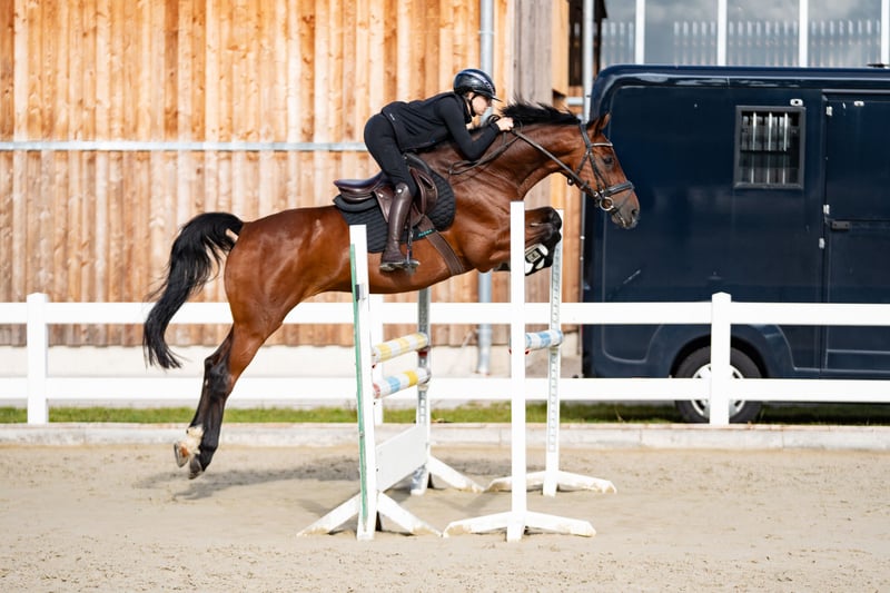 Holsteiner, Wallach in Glandorf