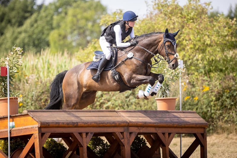 Holsteiner, Wallach in Timmendorfer Strand