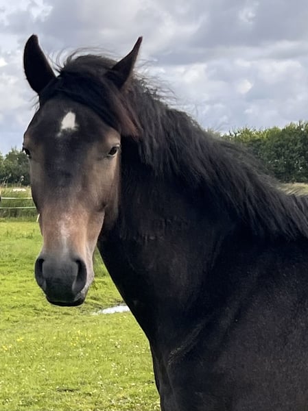 Holsteiner, Wallach in Averlak