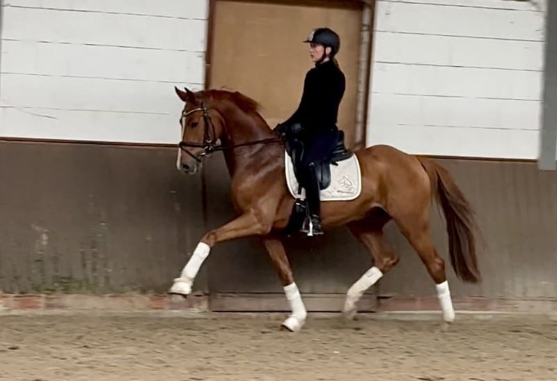 Holsteiner, Wallach in Lohne (Oldenburg)