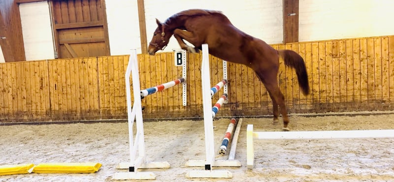 Holsteiner, Wallach in Celle