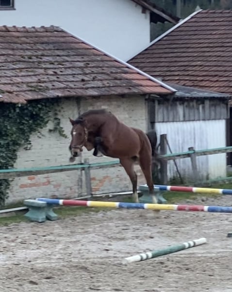 Holsteiner, Wallach in Traunreut