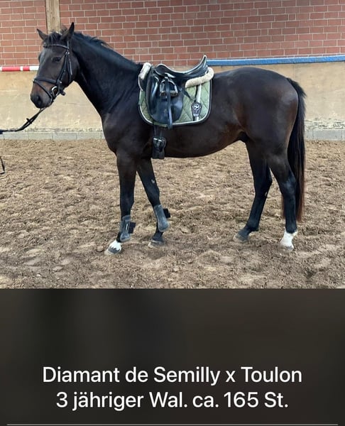 Holsteiner, Wallach in Hamm