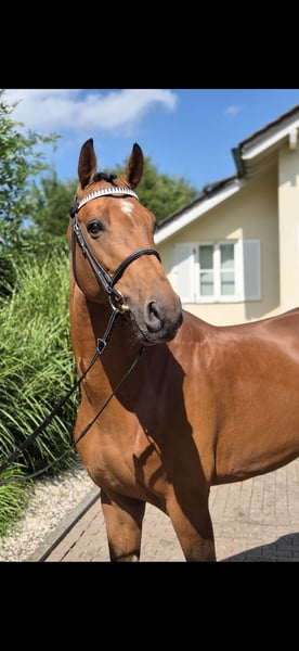 Holsteiner, Wallach in Willich