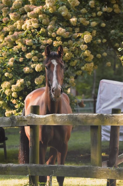 Holsteiner, Wallach in Luhmühlen