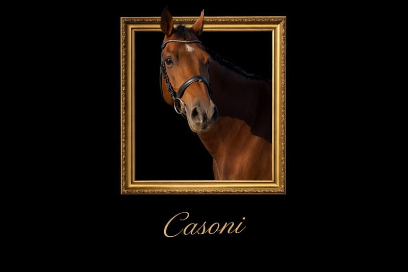 Holsteiner, Wallach in Niebüll