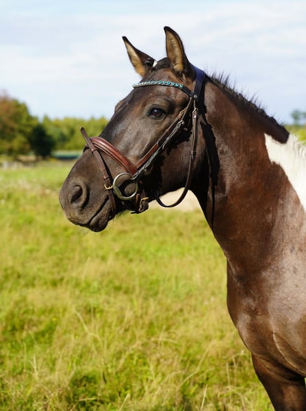 Huzule, Wallach in Buchholz in der Nordheide