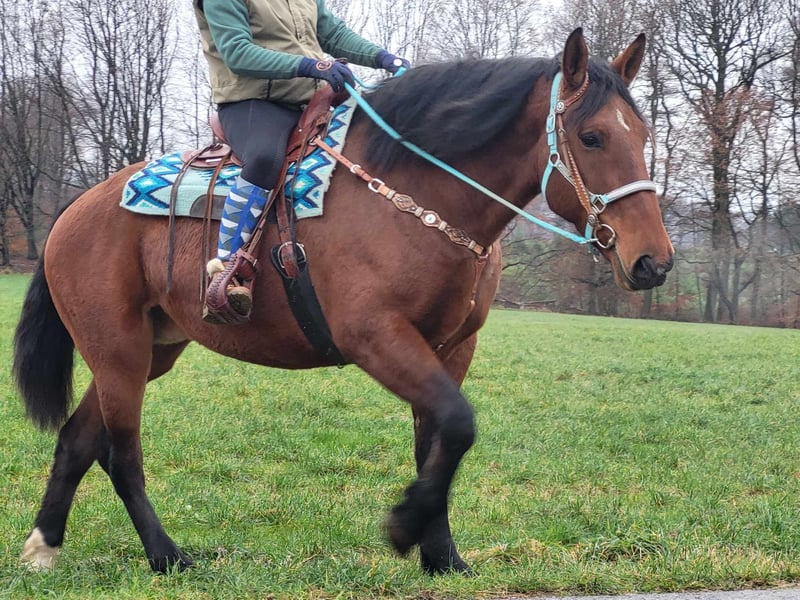 Inne konie zimnokrwiste Klacz 5 lat 169 cm Gniada in Linkenbach