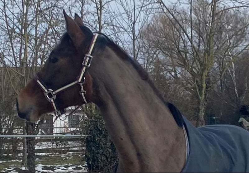 Irisches Vollblut, Stute in Elze