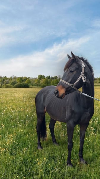 Irisches Vollblut, Stute in Norderstedt