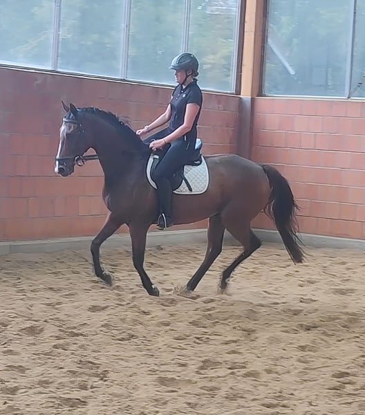 Irish Sport Horse, Hengst in Lage