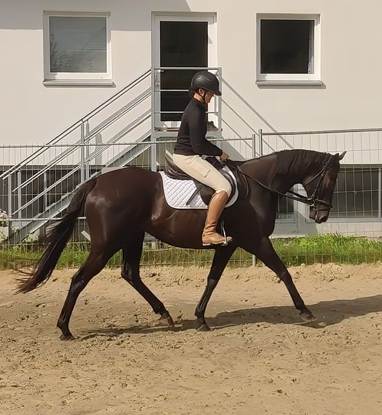 Irish Sport Horse, Stute in Lage