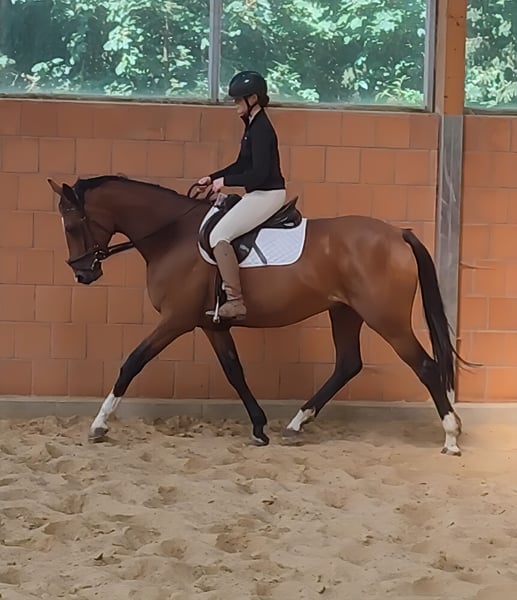 Irish Sport Horse, Stute in Lage