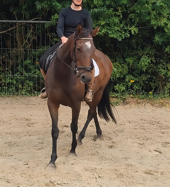 Irish Sport Horse, Stute in Lage