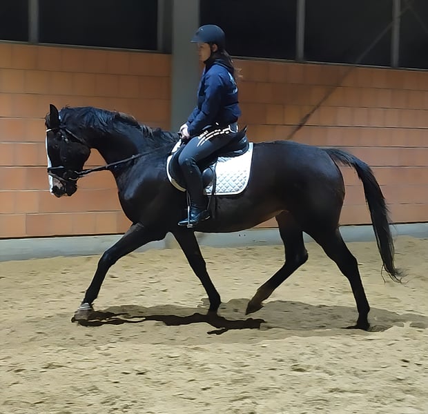 Irish Sport Horse, Stute in Lage