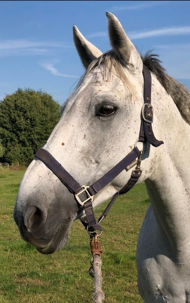 Irish Sport Horse, Stute in Burgwedel
