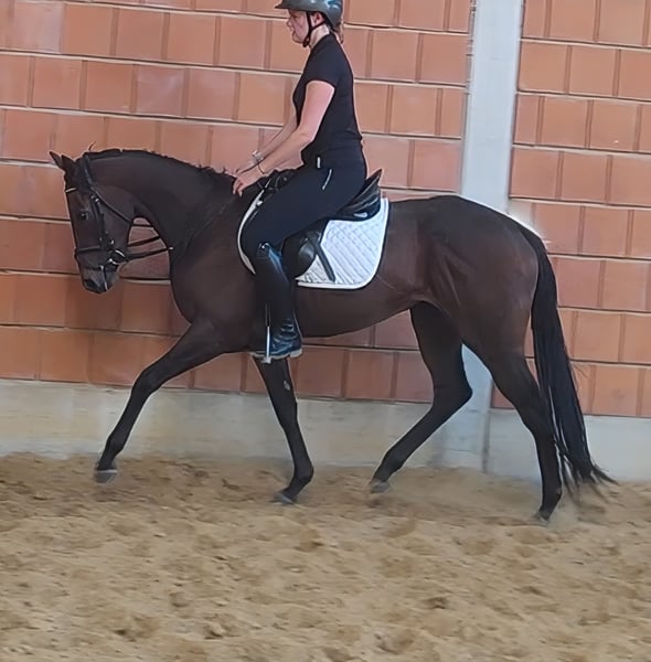 Irish Sport Horse, Stute in Lage