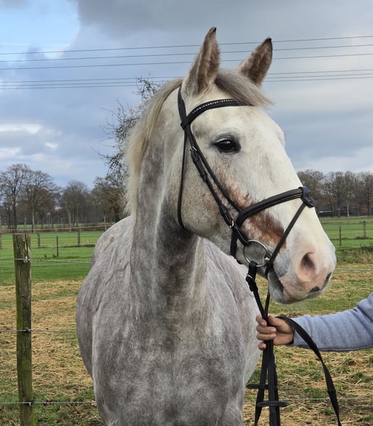 Irish Sport Horse, Stute in Wachtendonk
