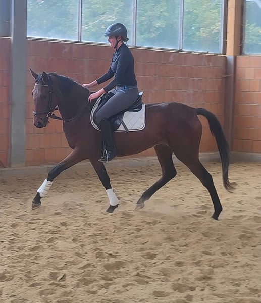 Irish Sport Horse, Stute in Lage