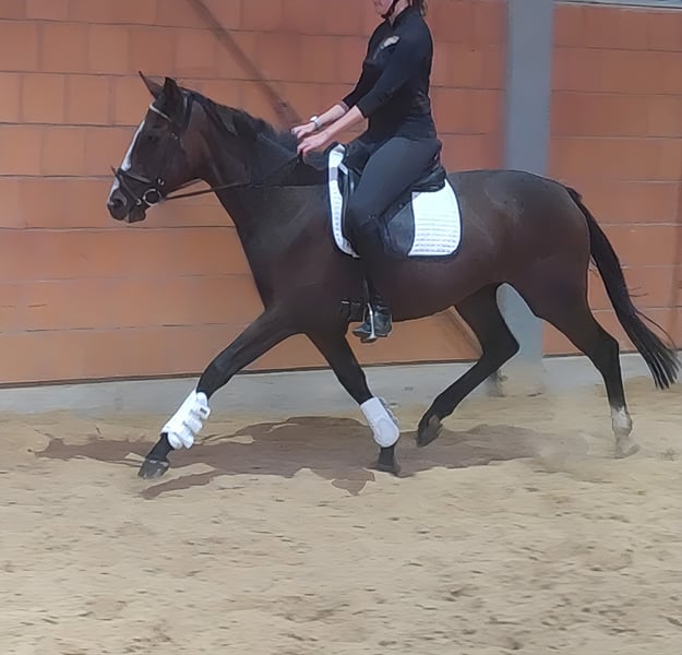 Irish Sport Horse, Stute in Lage
