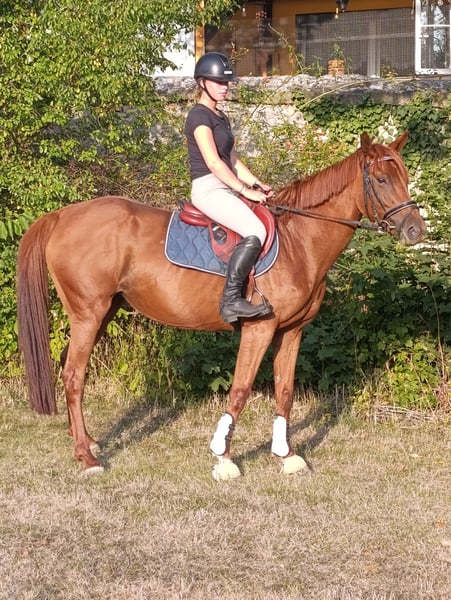 Irish Sport Horse, Stute in Quedlinburg