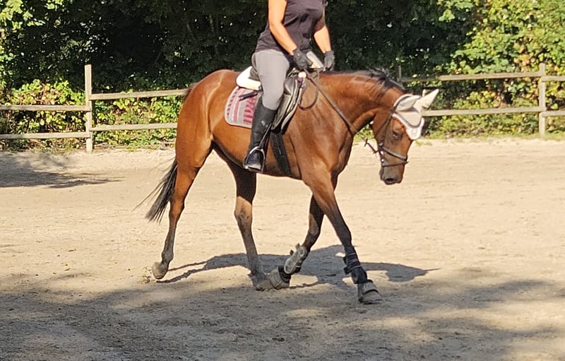 Irish Sport Horse, Stute in Wachtendonk