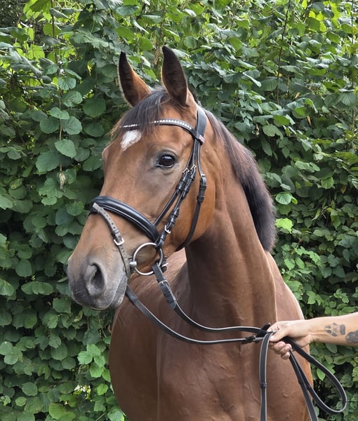 Irish Sport Horse, Stute in Wachtendonk