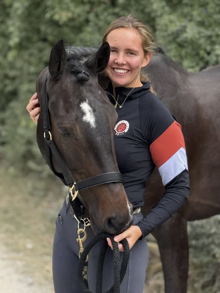 Irish Sport Horse, Stute in Buchen (Odenwald)