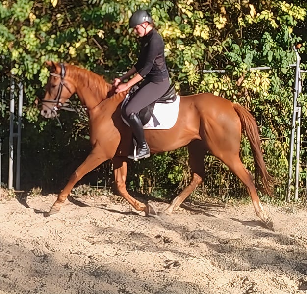 Irish Sport Horse, Stute in Lage